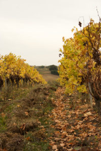Randonnée dans les vignes du Gaillacois - jeûne + rando + sophro dans le tarn, Les Crocodiles Jaunes.